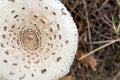 Top close-up view of big toxic procera mushroom growing in coniferous forest. Round dotted textured detail of poisonous