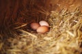 Top closeup of farm fresh chicken eggs in a red basket on hay Royalty Free Stock Photo