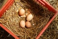 Top closeup of farm fresh chicken eggs in a red basket on hay Royalty Free Stock Photo