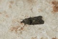 Top closeup of Nycteola revayana on the white sunlit stone surface background