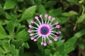 Top closeup of Shrubby daisybush with leaves blurred background Royalty Free Stock Photo