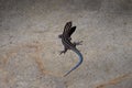 Top closeup of a Southeastern five-lined skink on a sunlit asphalt