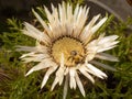 Top closeup view of a bumblebee on Carlina acaulis flower in garden on green leaves background Royalty Free Stock Photo