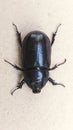 common rhinocerous black beetle with legs wide Royalty Free Stock Photo