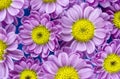 Top closeup view of a group of pink and yellow flowers over blue background