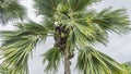 The top of the coco de mer palm tree against the sky. Royalty Free Stock Photo