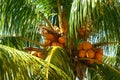 Top of coconut palm tree, Miami Beach