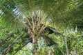 The top of the coconut palm tree Royalty Free Stock Photo