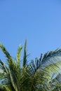 the top of coconut palm tree Royalty Free Stock Photo