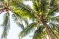 Top of coconut tree with the background white cloudy on blue sky Royalty Free Stock Photo