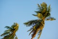 Top of the coconut tree, blue background Royalty Free Stock Photo