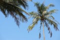 Top of a coconut tree bottom view with green leaves on blue cloudless sky. Royalty Free Stock Photo