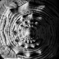 Top of conch sea shell - macro close up of swirl - textures