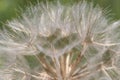 Top of a dandelion gone to seed Royalty Free Stock Photo