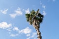 Top of a date palm against a blue sky with white clouds Royalty Free Stock Photo