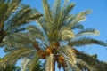 Top of a date palm tree Royalty Free Stock Photo