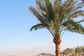 Top of date palm tree with blue sky in the background Royalty Free Stock Photo