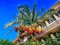 Top of a Date palm tree with fruits against the backdrop of a modern residential building and clear blue sky on a sunny day. Royalty Free Stock Photo