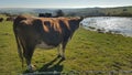 Cattle beside a farmers dew pond.