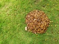 Top down from above view of pile of fallen brown leaves against green grass background