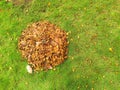 Top down from above view of pile of fallen brown leaves against green grass background