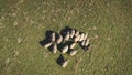 Top down aerial of sheeps eating grass at mountain valley. Farm animal. Nature landscape at autumn Royalty Free Stock Photo