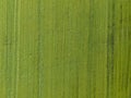 Top down aerial view of cultivated green field with tractor tracks and curved road Royalty Free Stock Photo