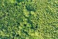 Top down aerial view of green summer forest with many fresh trees