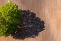 Top down aerial view on a lonely tree in the middle of a cultivated field, field with tractor tracks