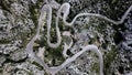 A top-down aerial view on mountainous curvy road Nus de Se Calobra