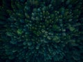 Top down aerial view over dense forest trees Royalty Free Stock Photo