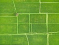 Top down aerial view of rice paddy fields