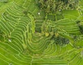 Aerial view of rice terraces in Bali, Indonesia