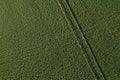 Top down aerial view of yellow flowering rapeseed field with tracks of agricultural mechanisms and lines of electric cables Royalty Free Stock Photo