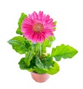 Top down of beautiful blooming pink flower gerbera in flowerpot Royalty Free Stock Photo