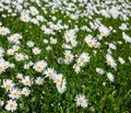 top down beautiful field of green grass and camomiles as background in the nature Royalty Free Stock Photo