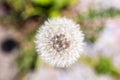 A top down close up macro portrait of a white fluffy common dandelion flower. You can see all the small silver-tufted fruits our Royalty Free Stock Photo