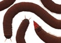 Top down closeup illustration view of several millipede insects Royalty Free Stock Photo