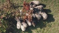 Top down closeup sheeps at tree on mountain valley aerial. Autumn nature landscape. Biodiversity