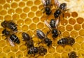 Close-up of bees in a hive on honeycomb with nectar in cells. Royalty Free Stock Photo