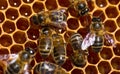 Close-up of bees in a hive on honeycomb with nectar in cells. Royalty Free Stock Photo