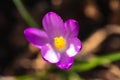 A top down detailed closeup portrait with a shallow depth of field of a purple crocus or crocus vernus flower in a garden. The