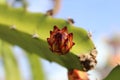 Top-down of dragon fruit flower bud Royalty Free Stock Photo