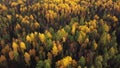 Top down drone autumn wood. Nature background. Aerial top view of autumn forest with colorful trees, bright yellow, red