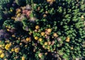 Top down drone view, deciduous woods and pine woods at late autumn,