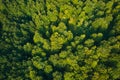 Top down flat aerial view of dark lush forest with green trees canopies in summer