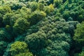 Top down flat aerial view of dark lush forest with green trees canopies in summer