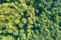 Top down flat aerial view of dark lush forest with green trees canopies in summer