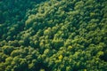 Top down flat aerial view of dark lush forest with green trees canopies in summer