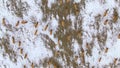 TOP DOWN Flying above a herd of wild game as it migrates across the snowy plains Royalty Free Stock Photo